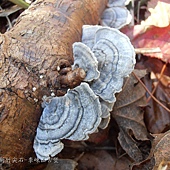 (多孔菌科)彩絨栓菌(雲芝)