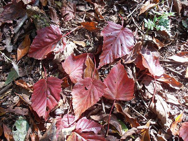 (槭樹科)台灣紅榨槭