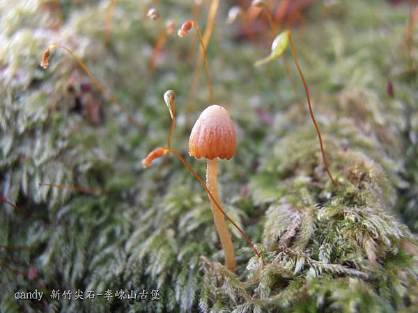 (絲膜菌科)苔蘚盔孢傘--生長在林地中的盔孢傘、小皮傘屬，都是相當細小的菌菇，一般說來因菌肉不多，大都沒有食用或利用的價值。但是沒有了它們的點綴，大型真菌失去的光采，森林也失去了多采多姿的神祕感，堪稱是森林中的小精靈。 此種因多伴隨苔蘚生長，因此有人認為是寄生其上，其實在苔蘚之下必需有腐木殘骸，此菌才能得以冒頭。