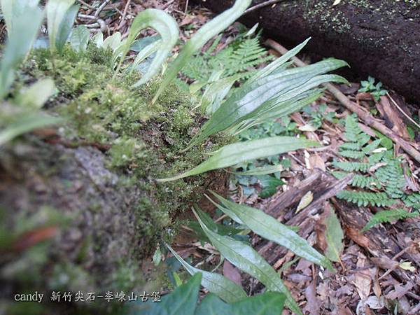 (水龍骨科)瓦葦