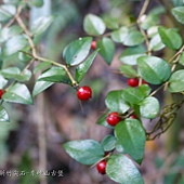 (茜草科)伏牛花的果實