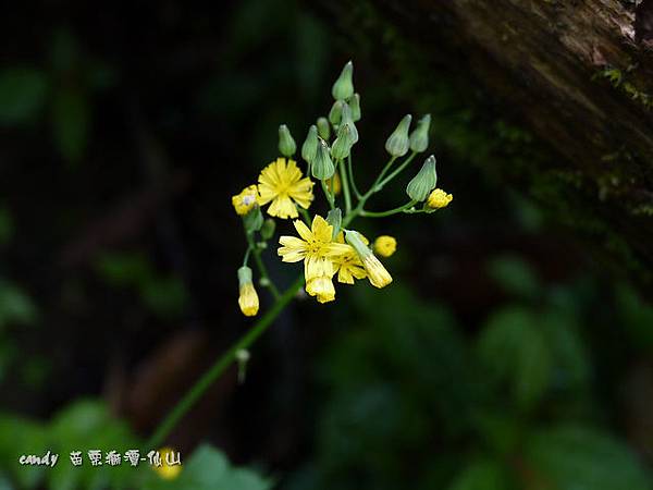 (菊科)黃鵪菜