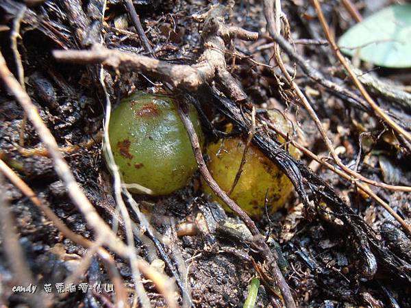 (腎蕨科)腎蕨塊莖