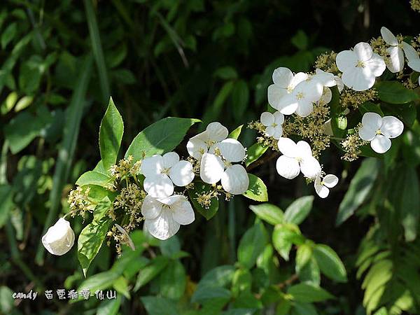 (虎耳草科)華八仙