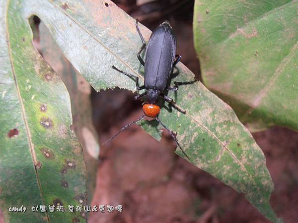 (芫菁科)豆芫菁