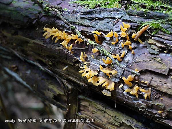 (花耳科)桂花耳