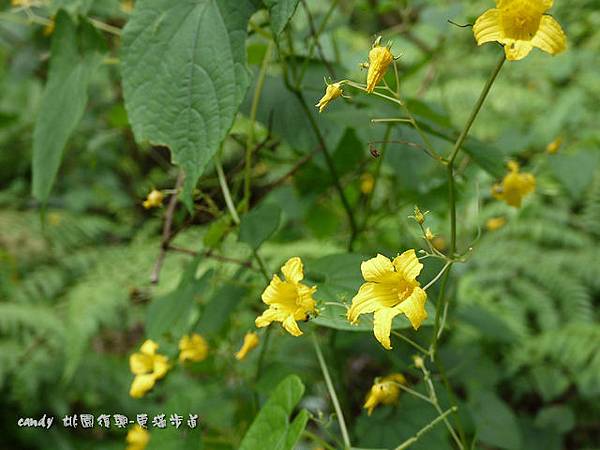 (葫蘆科)斑花青牛膽 