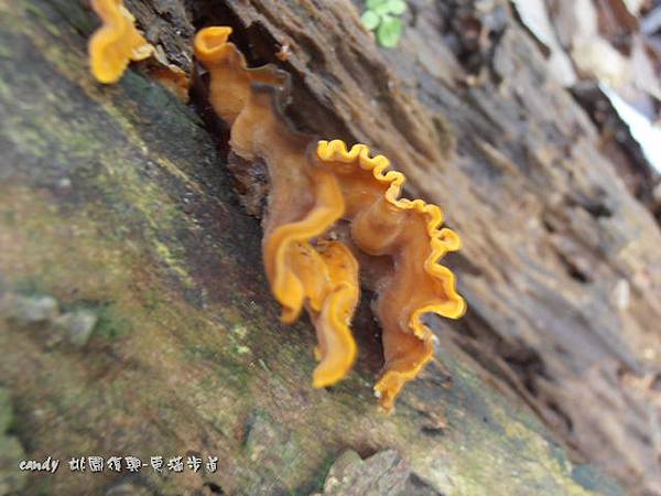 (花耳科)桂花耳