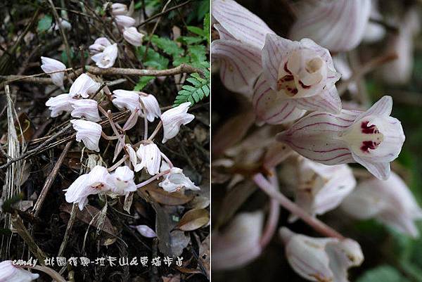 (蘭科)一葉罈花蘭