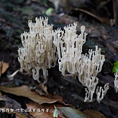 (珊瑚菌科)杯珊瑚菌