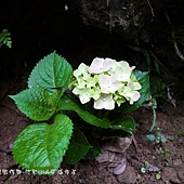 (繡球花科)繡球花