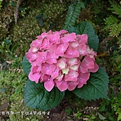 (繡球花科)繡球花