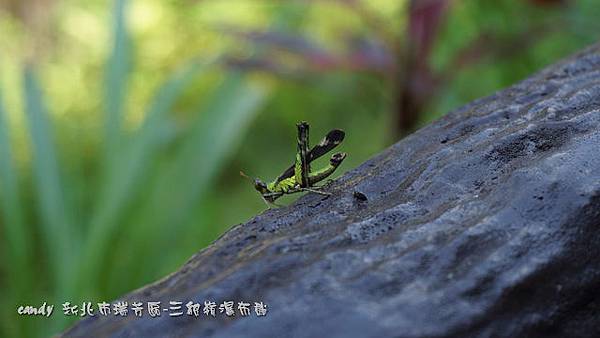 (短腳蝗科)突眼蝗(雄)