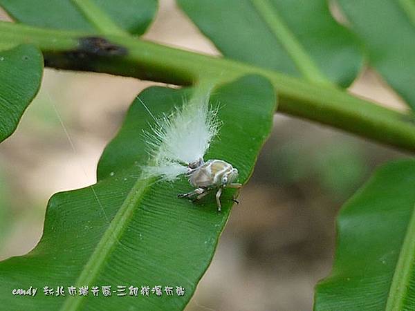 (廣翅蠟蟬科)眼紋廣翅蠟蟬若蟲