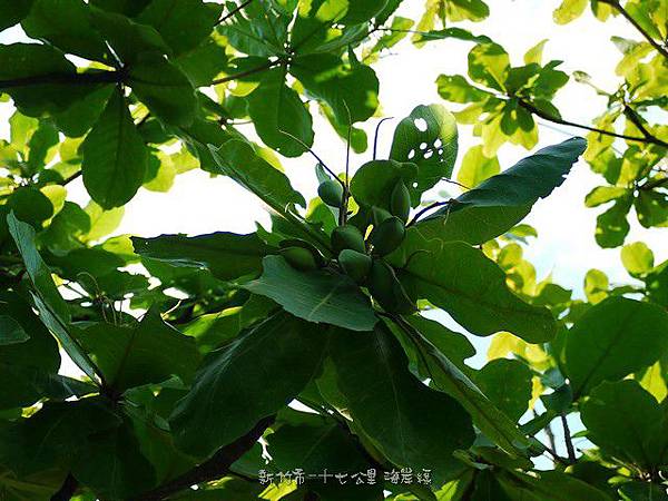 (使君子科)大葉欖仁樹的果實