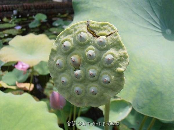 (蓮科)蓮花又稱荷花，荷是花、葉的總稱，蓮則是果實，也就是蓮子。