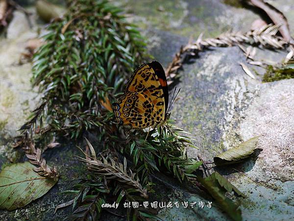 (蛺蝶科)花豹盛蛺蝶也稱姬黃三線蝶