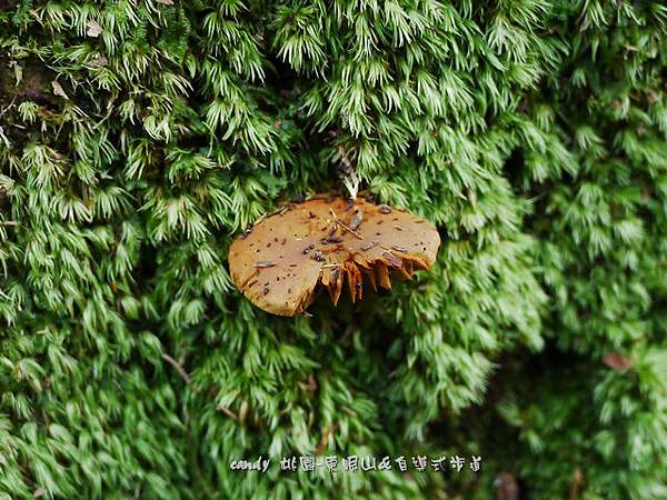 (紅菇科)橙紅乳菇