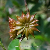 (八角茴香科)紅花八角