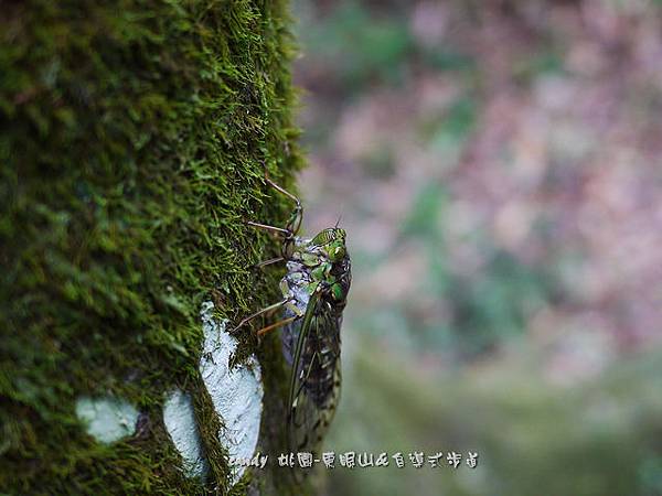 (蟬科)陽明山暮蟬