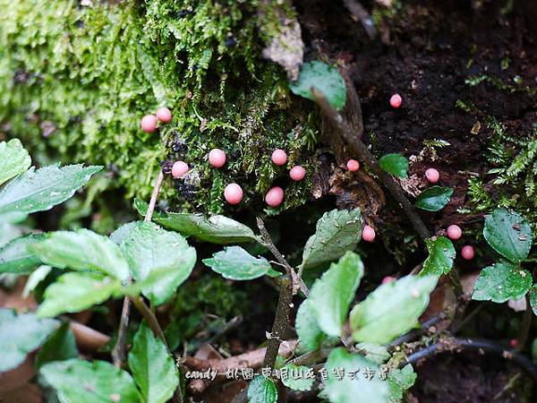(孔膜黏菌科)小粉瘤黏菌