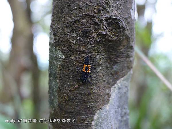 (瓢蟲科)小十三星瓢蟲