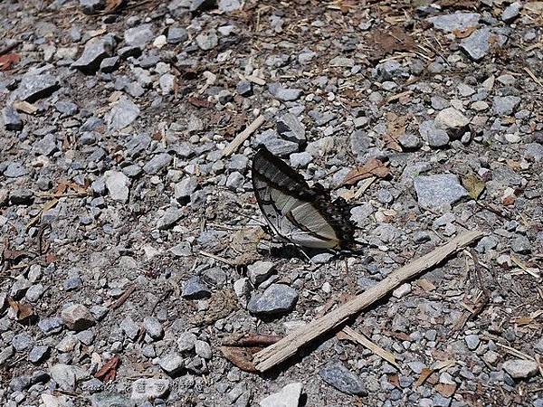 (蛺蝶科)雙尾蝶