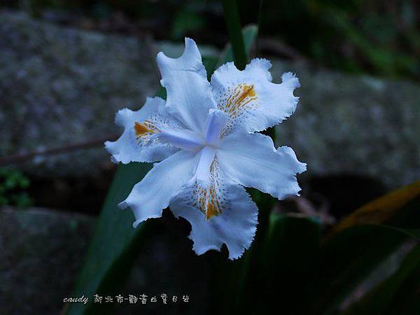 (鳶尾科)日本鳶尾花