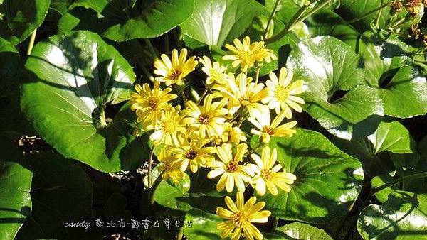 (菊科)台灣山菊