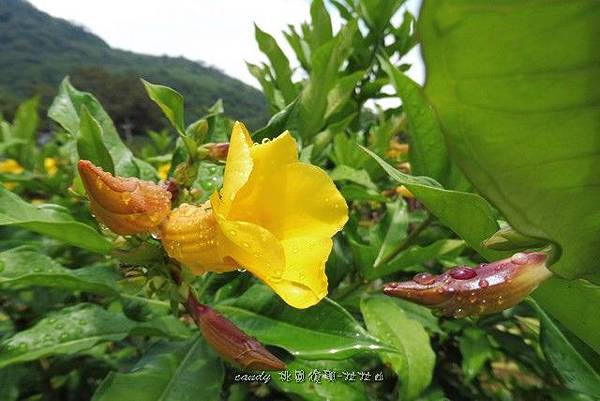 (夾竹桃科)軟枝黃蟬