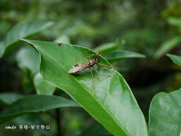 (獵椿象科)白斑素獵椿象