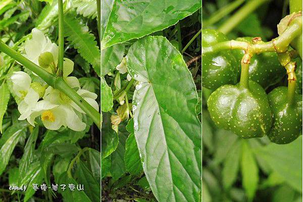 (秋海棠科)圓果秋海棠