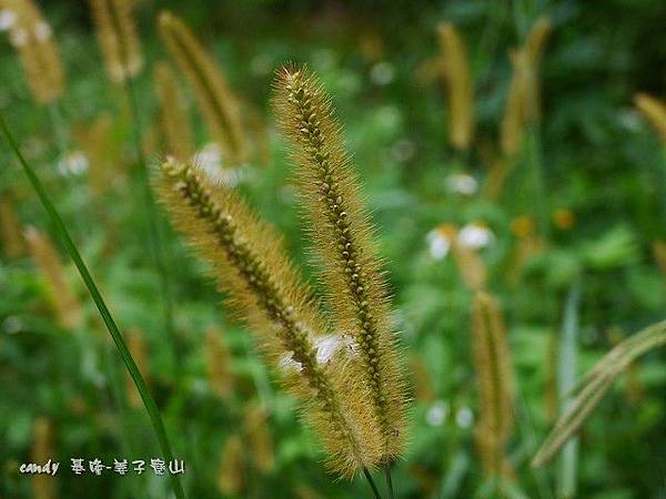 (禾本科)狗尾草