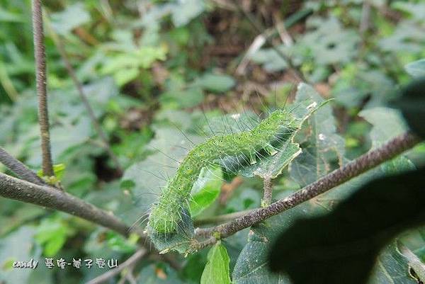 (夜蛾科)犁紋黃夜蛾(幼蟲).jpg