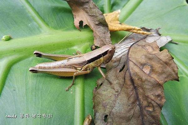 (蝗科)台灣小稻蝗(雌).jpg