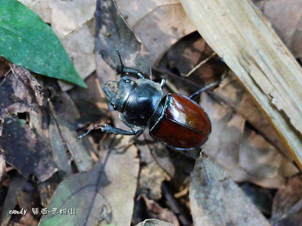 (鍬形蟲科)泥圓翅鍬形蟲