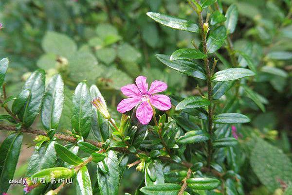 (千屈菜科)細葉雪茄花