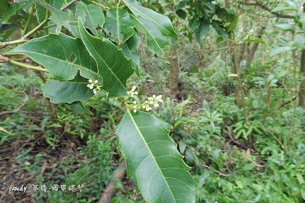 (虎耳草科)鼠刺