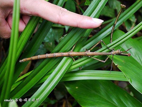 (異竹節蟲科)竹節蟲，又稱是節肢動物門昆蟲綱竹節蟲目的總稱。草食性的昆蟲，以善於擬態成樹枝或樹葉著稱