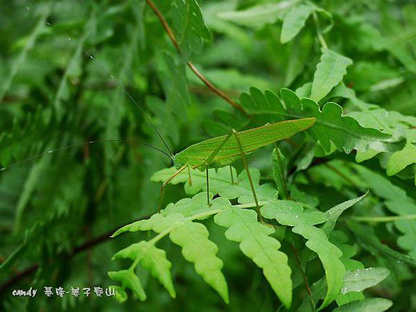 (螽斯科)螽斯(紡織娘).jpg