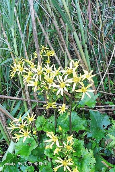 (菊科)台灣山菊