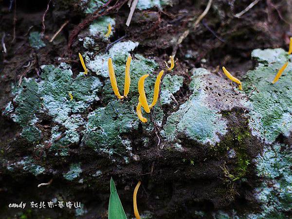 (珊瑚菌科)梭形擬鎖瑚菌