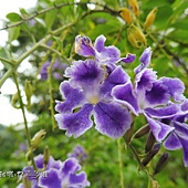 (馬鞭草科)蕾絲金露花