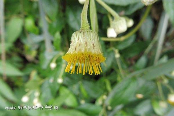 (菊科)大頭艾納香