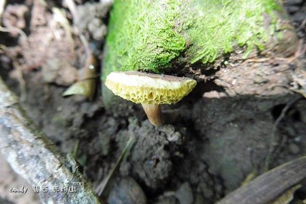 (牛肝菌科)絨蓋牛肝菌