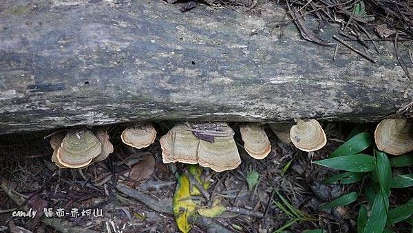 (皮革菌科)蠔韌革菌