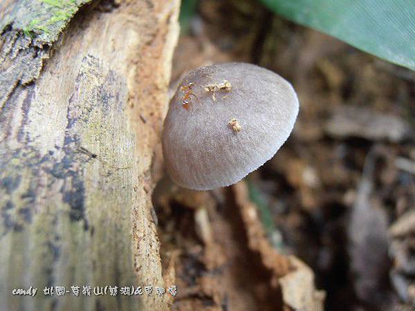 (絲膜菌科)煙灰褐絲膜菌