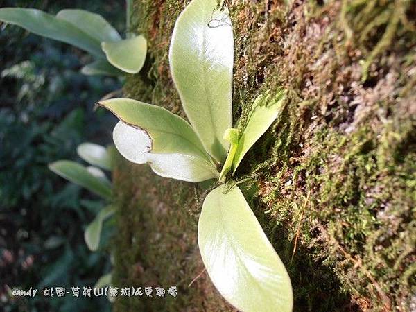 (鐵角蕨科)山蘇幼苗