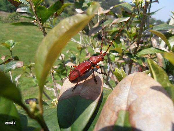 (天牛科)紅豔天牛
