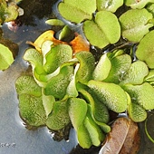 (槐葉蘋科)槐葉蘋別名人厭槐葉蘋，槐葉蘋（Salvinia molesta）是一種水生蕨類植物。